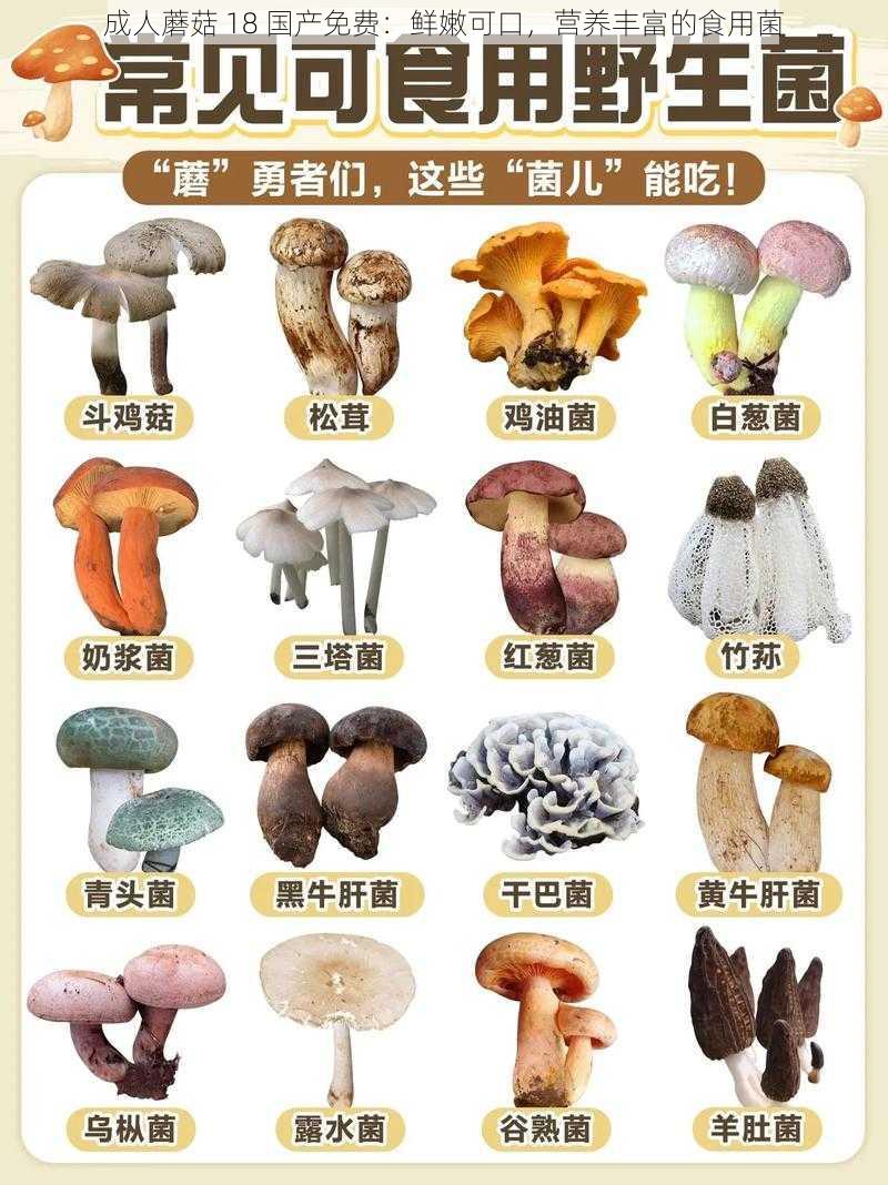 成人蘑菇 18 国产免费：鲜嫩可口，营养丰富的食用菌